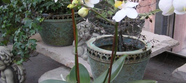 Orchideen