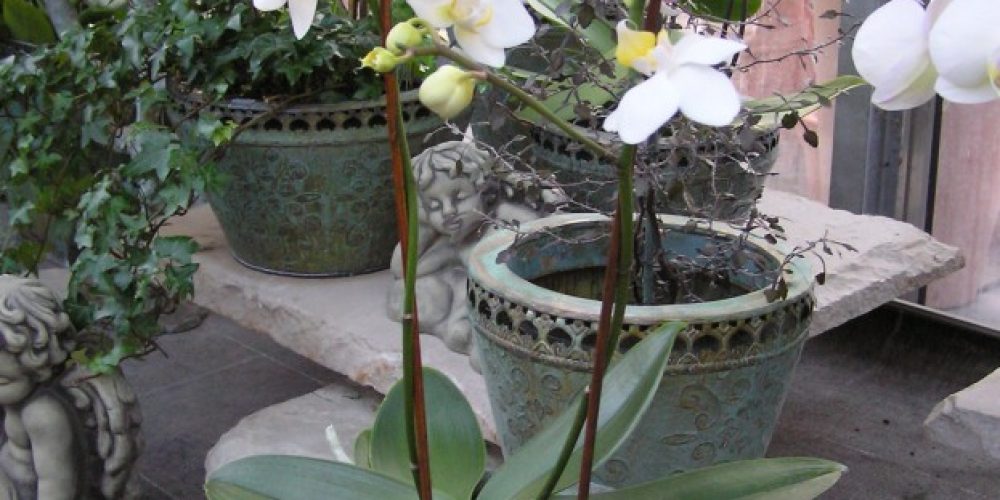 Orchideen