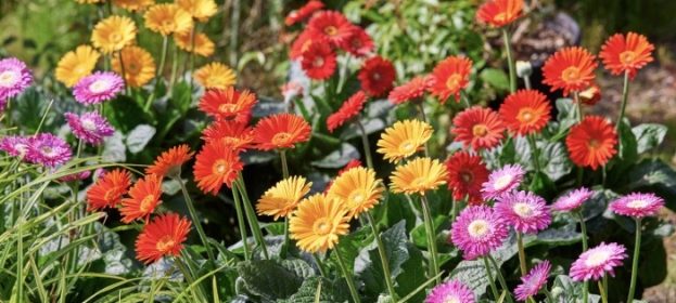 Die Farbe kehrt in unsere Gärten zurück