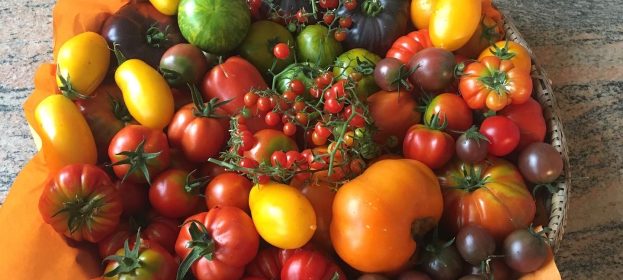Tomatenverkauf in der Gärtnerei