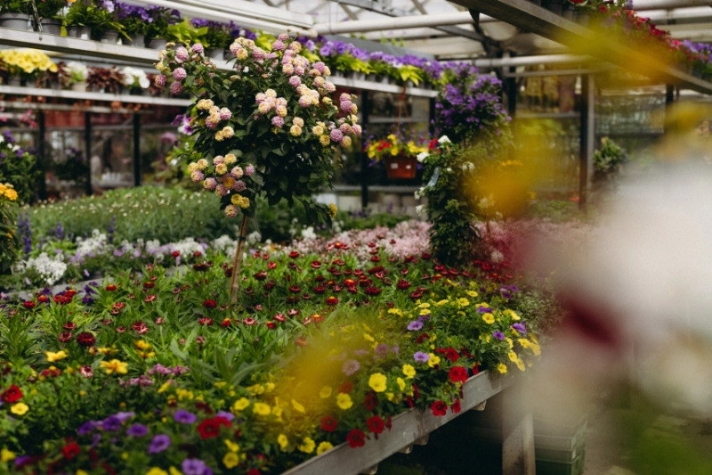 gaertnerei-proebstl-gartenblumen