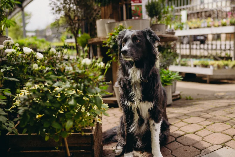 Gärtnerei-Hund Lana