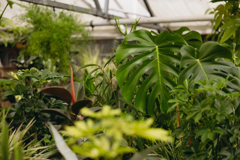 zimmerpflanzen-monstera-kaufen-schongau